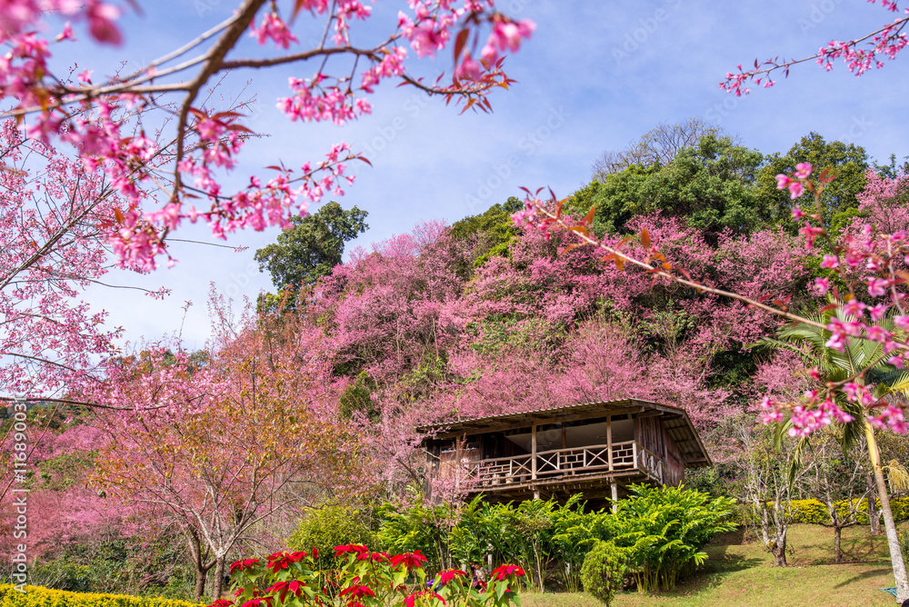 Fototapeta premium A house in a beautiful pick cherry blossom forest , Chiang mai ,