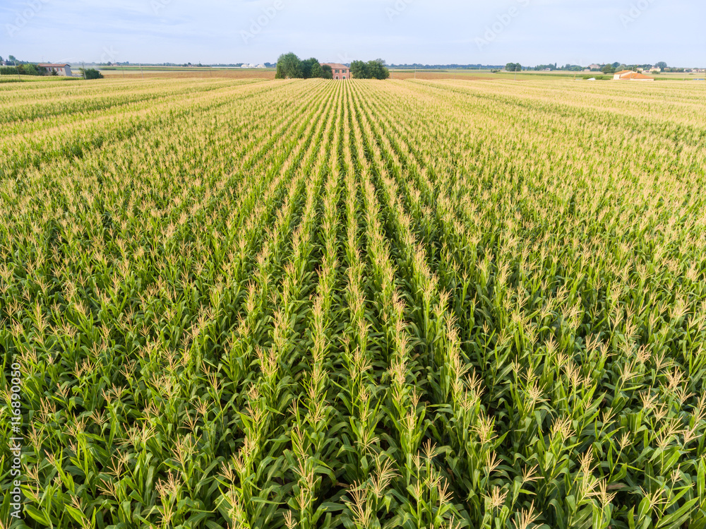 Top view of corn field. Top view of corn field.