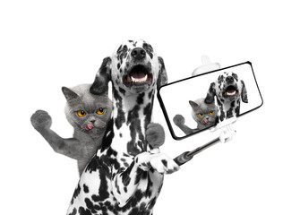 dog and cat photographed selfie on the phone