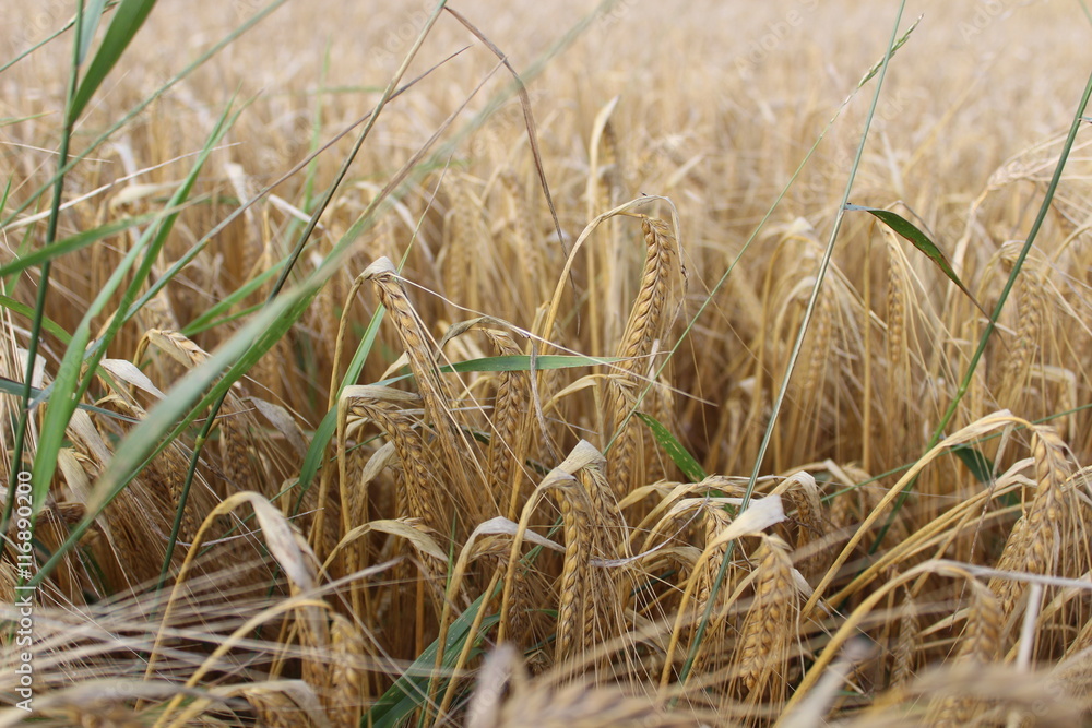 Fototapeta premium cornfield