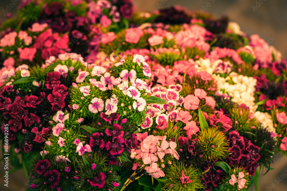 Obraz premium Beautiful carnation flowers at an european market