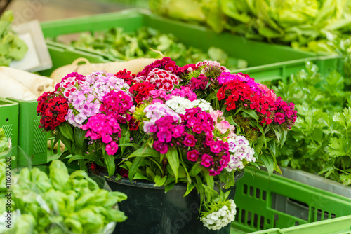 Fototapeta Naklejka Na Ścianę i Meble -  Beautiful carnation flowers at an european market