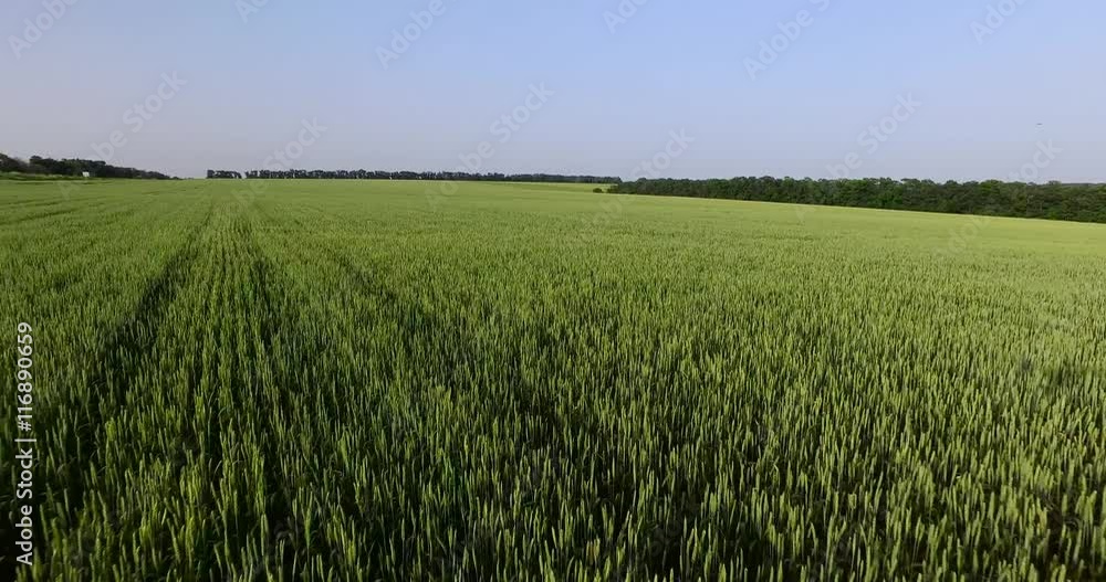 Field of green wheat. Overhead shot Field of green wheat. Overhead shot
