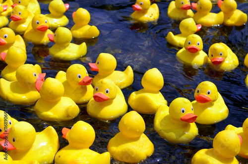 Fotografie Plastikenten im Wasser