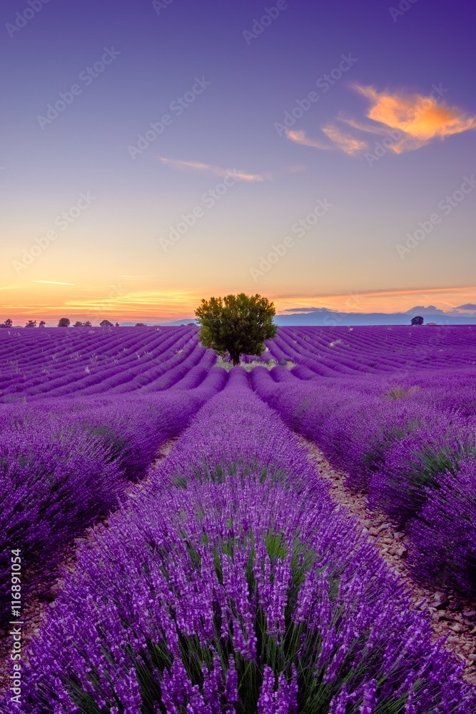 Tree in lavender field at sunset in Provence, France