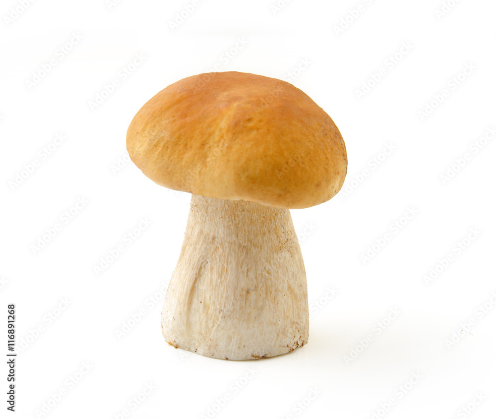 Boletus edulis mushroom isolated on white background close up Boletus edulis mushroom isolated on white background close up