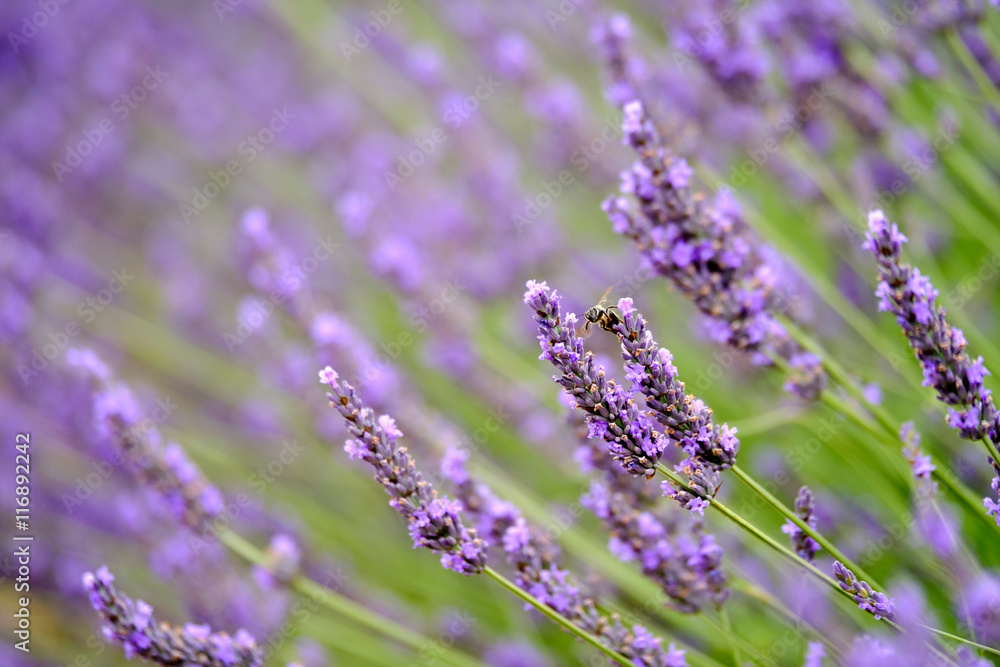 Obraz premium Bee on blooming lavender in a field at Provence