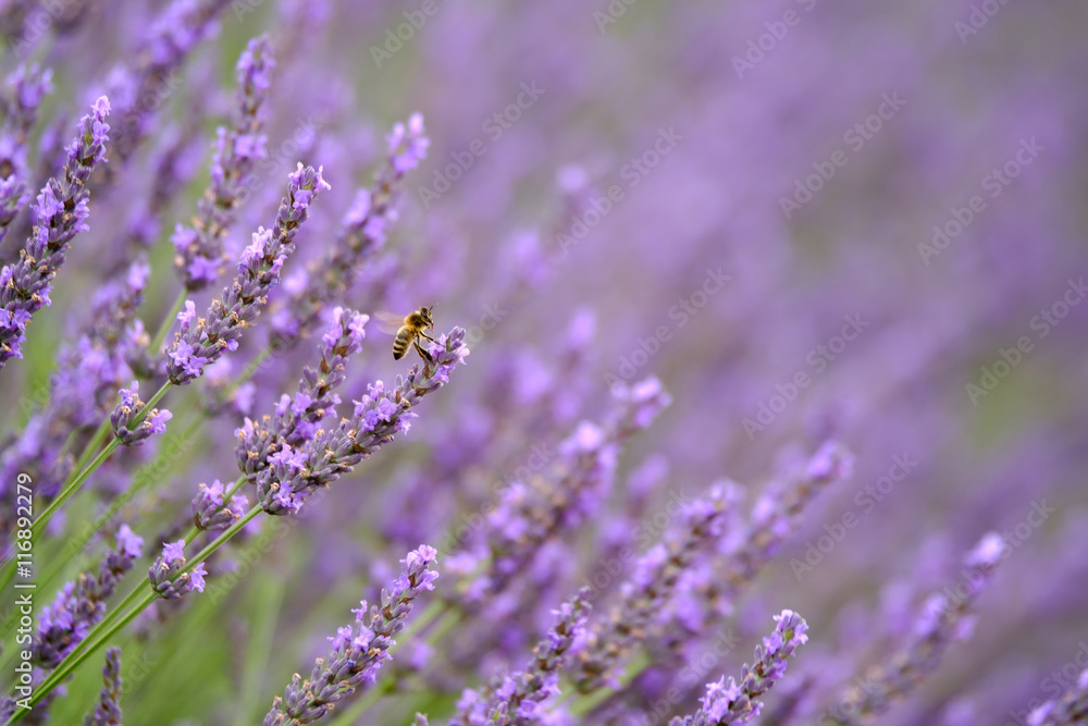 Fototapeta premium Bee on blooming lavender in a field at Provence