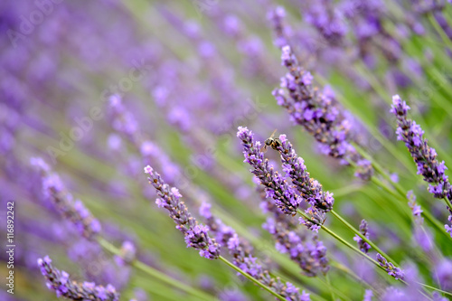 Bee on blooming lavender in a field at Provence