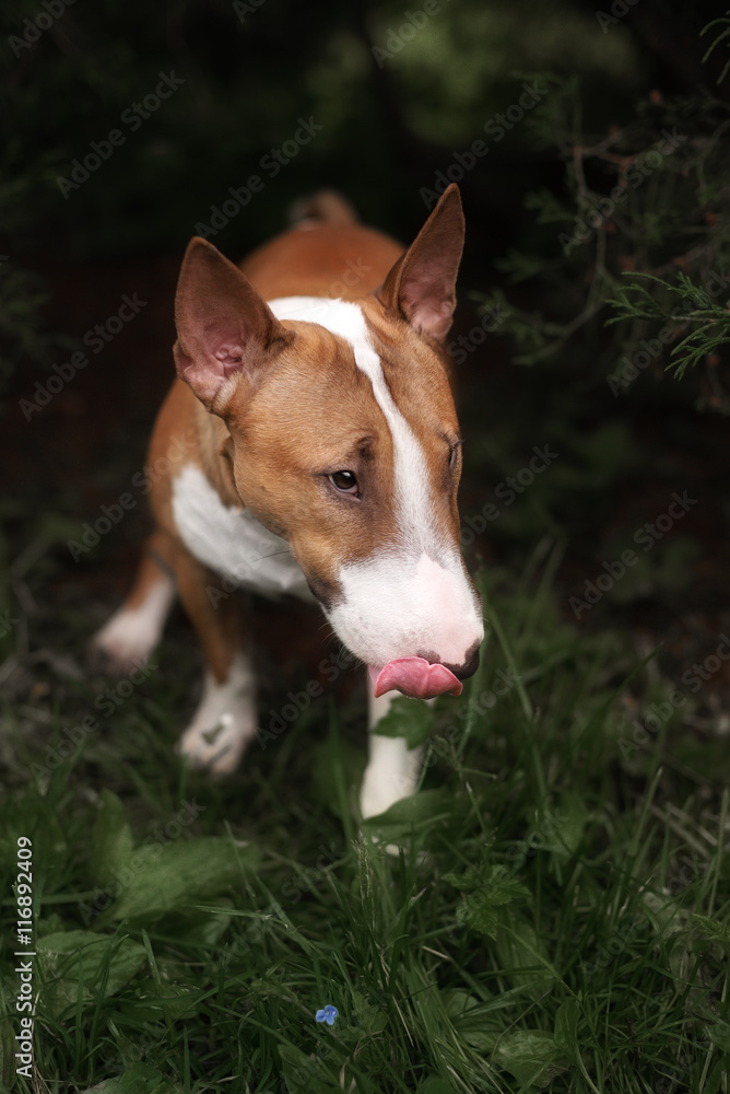 Close Up Pet red Bullterrier Dog Portrait Indoor On nature Background