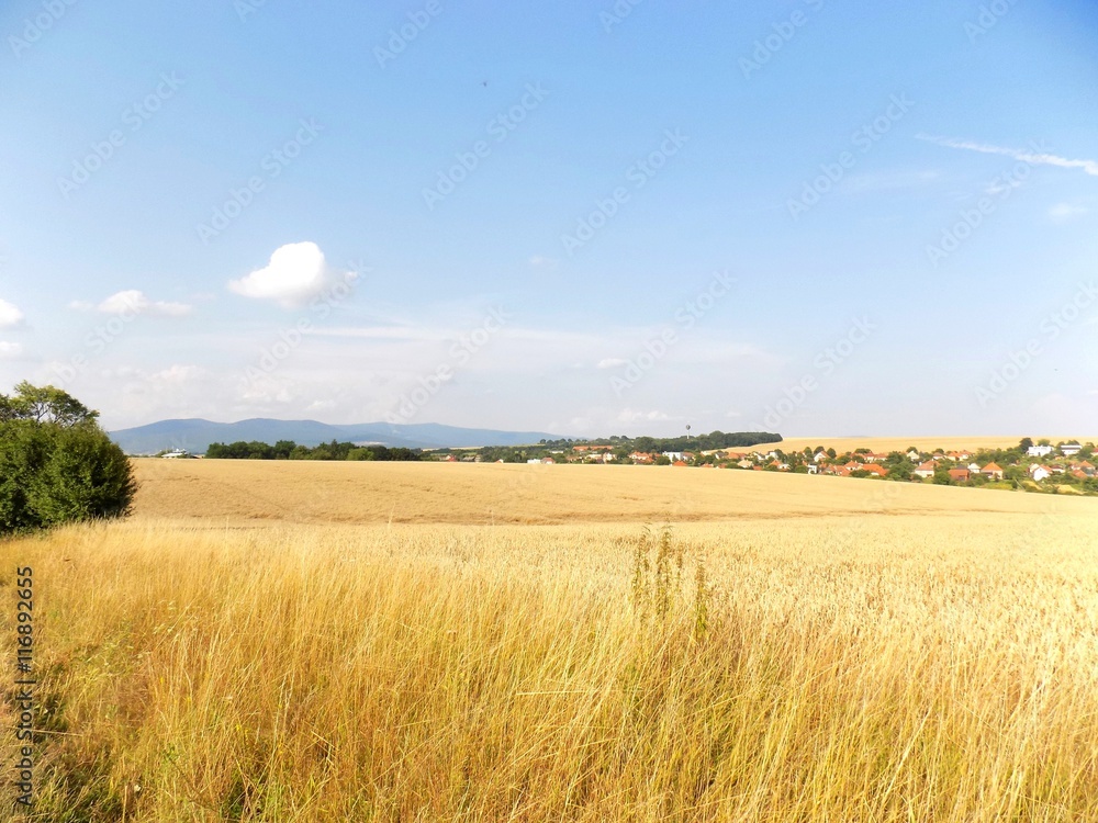 Wheat field and village in background during summer