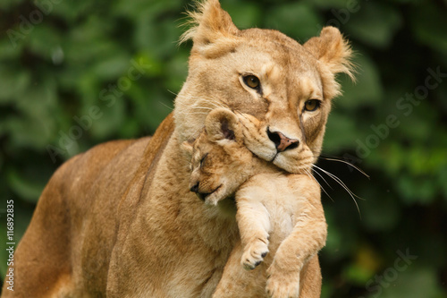 Fototapeta Naklejka Na Ścianę i Meble -  Löwenmutter trägt Baby