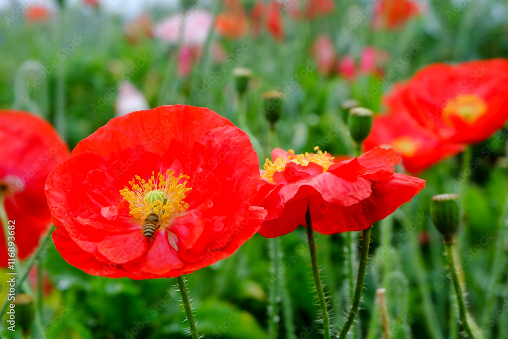 Close up red opium poppy flower with bees Close up red opium poppy flower with bees