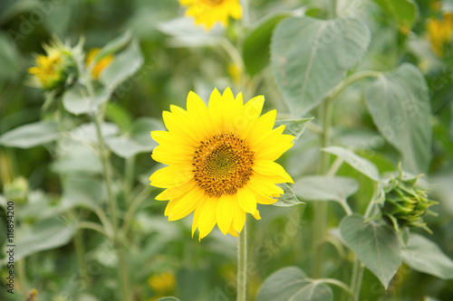 Sunflower in full bloom in field of sunflowers on a sunny day.