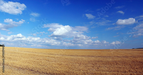 Panorama of summer field