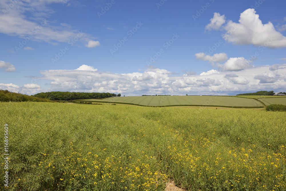canola crop with flowers