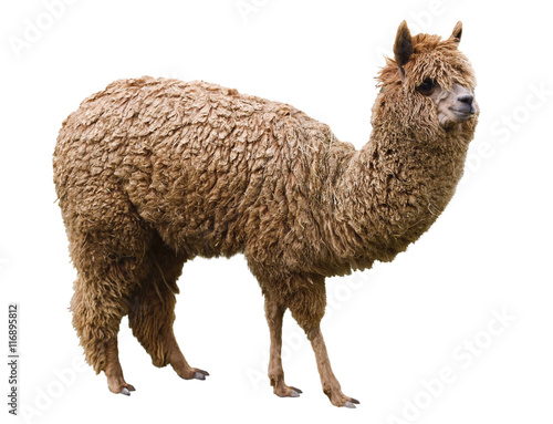 Alpaca  pet  isolated on a white background