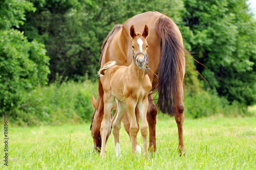Bild auf Leinwand The little foal in the meadow.