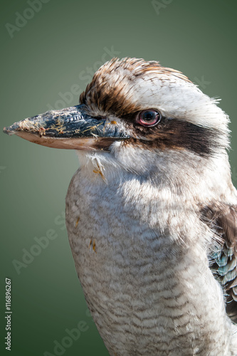 Dacelo Novaeguineane or Kookaburra