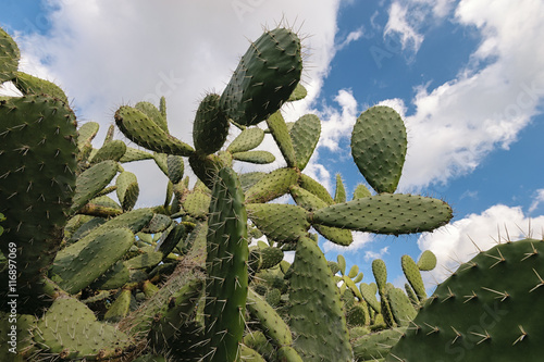 Cactus with blue sky and clouds, Opuntia polyacantha photo