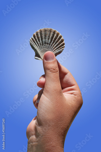 Shell of a Scallop