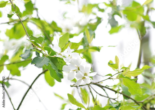 Stillleben. Schönheit des Gartens. Blumen 