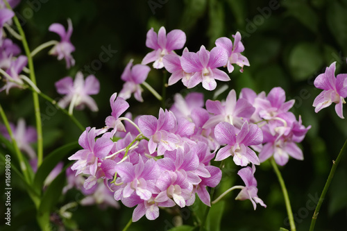 Pink Orchids © Eric Middelkoop