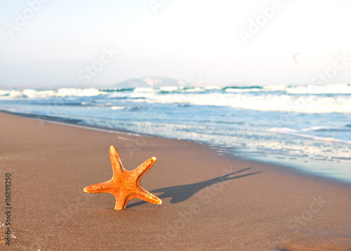Starfish in the sand