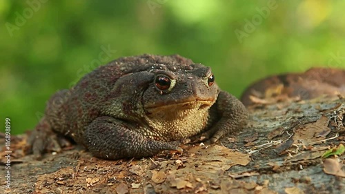 Close up macro shot of Common Toad in wild birch forest sitting on the ground and stump photo