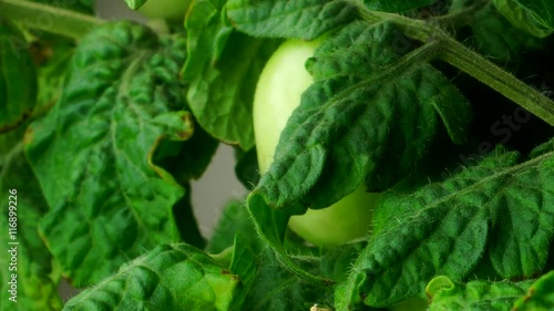 Time-lapse of a tomato growing and ripening. 
