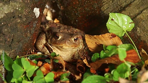 Close up macro shot of Common Toad in wild birch forest sitting on the ground and stump photo