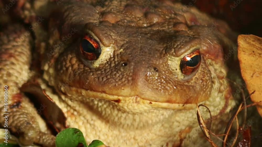 Close up macro shot of Common Toad in wild birch forest sitting on the ground and stump Close up macro shot of Common Toad in wild birch forest sitting on the ground and stump