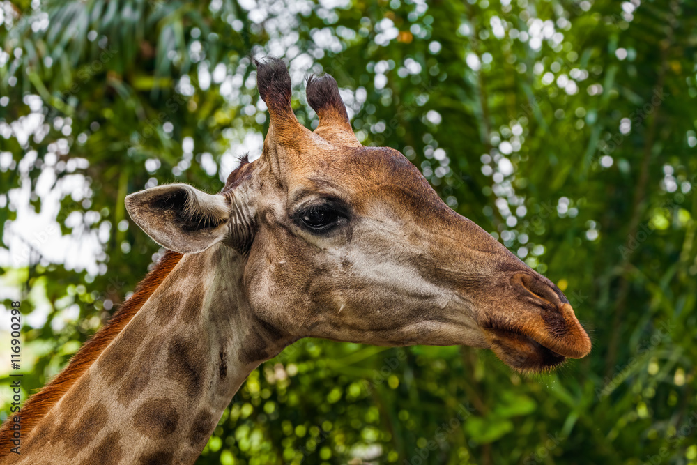 Fototapeta premium Giraffe