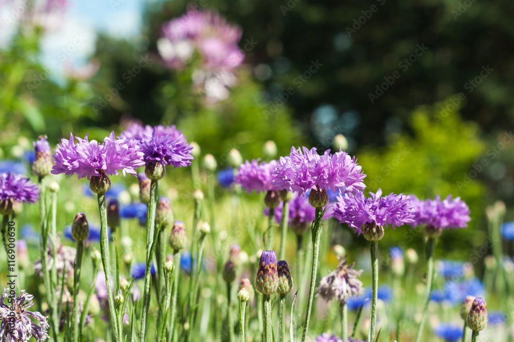 Blooming Cornflowers (Centaurea cyanus)