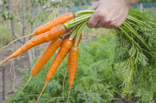 carrots dug from the garden