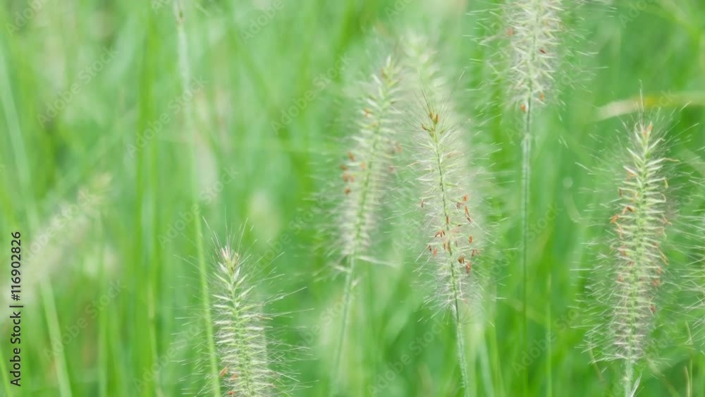 Spikelets of grass swaying in the wind Spikelets of grass swaying in the wind