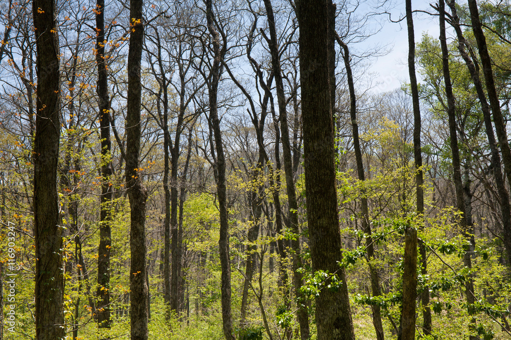 Fototapeta premium 長野県の新緑の森
