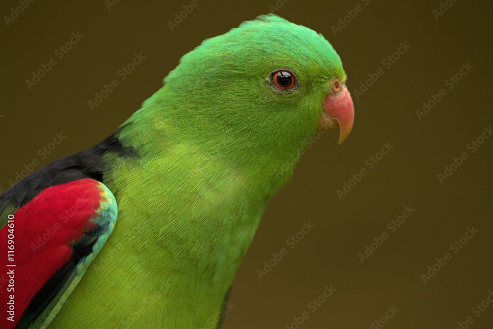 Obraz premium Red winged parrot (Aprosmictus erythropterus) is a parrot native to Australia and Papua New Guinea.