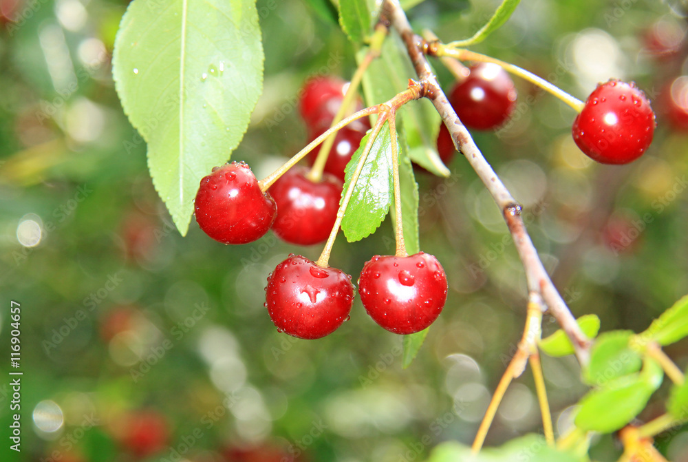 Cherry tree with cherries in the summer garden Cherry tree with cherries in the summer garden