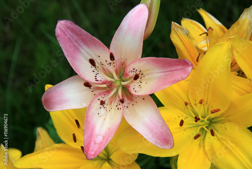Pink and yellow Lily flowers (Liliums) in the garden in a summer time