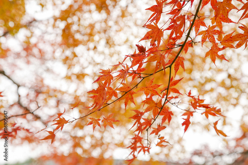 Autumn in Japan © japanimage