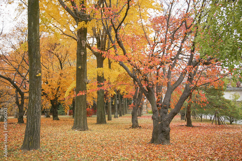 Autumn in Japan