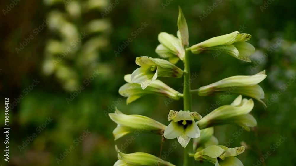 オオウバユリの花 オオウバユリの花