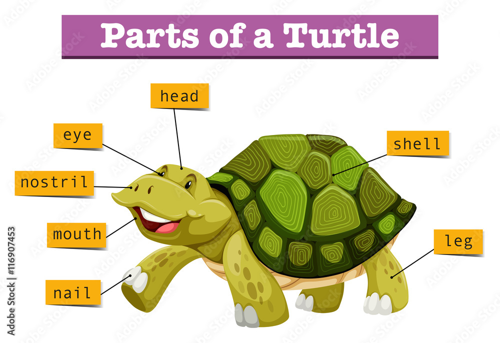 Obraz premium Different parts of turtle