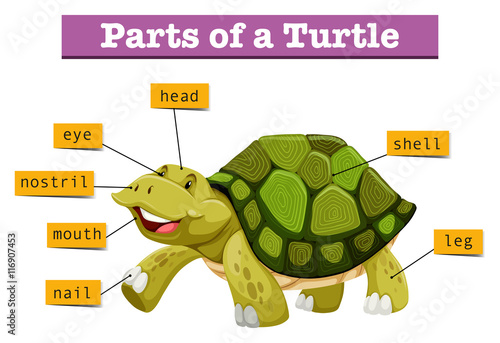 Different parts of turtle