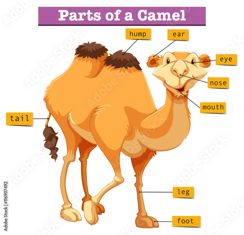 Diagram showing parts of camel