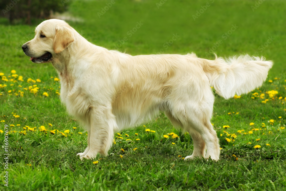 beautiful purebred dog Golden Retriever standing