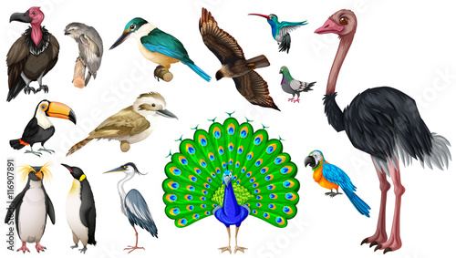 Set of vareties of wild birds