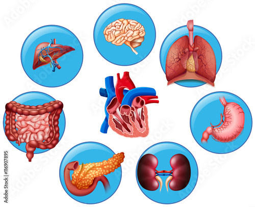 Diagram showing different human parts