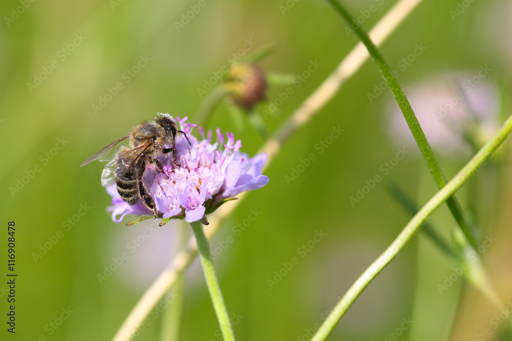 Bee collecting pollen on wildflower Bee collecting pollen on wildflower